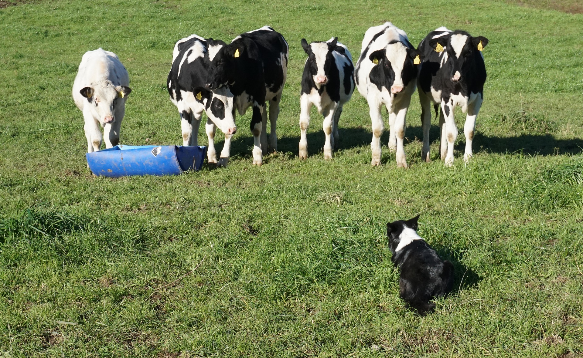 farm holidays in finland