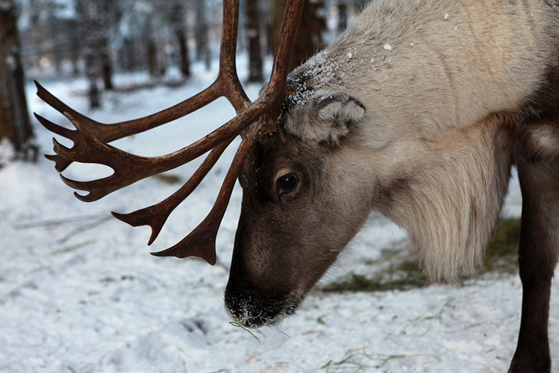 reindeer finland