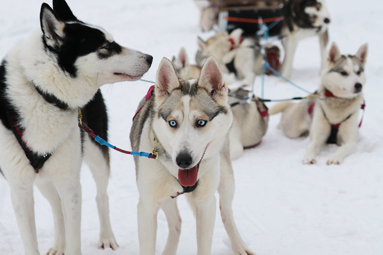 dog sledding finland