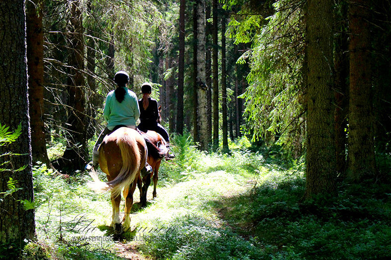 отдых в финляндии катание на лошадях
